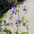 Kép 7/9 - Clerodendrum ugandense - Ugandai kékpillangóvirág