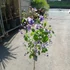 Kép 8/9 - Clerodendrum ugandense - Ugandai kékpillangóvirág