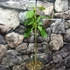 Kép 2/4 - Clerodendrum ugandense - Ugandai kékpillangóvirág