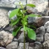 Kép 3/4 - Clerodendrum ugandense - Ugandai kékpillangóvirág