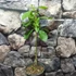 Kép 4/4 - Clerodendrum ugandense - Ugandai kékpillangóvirág