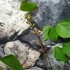 Kép 3/11 - Erythrina crista-galli - tarajos korallfa