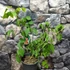 Kép 2/11 - Erythrina crista-galli - tarajos korallfa