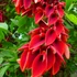 Kép 1/6 - Erythrina crista-galli - tarajos korallfa