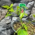 Kép 2/6 - Erythrina crista-galli - tarajos korallfa