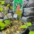 Kép 3/6 - Erythrina crista-galli - tarajos korallfa