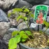 Kép 4/6 - Erythrina crista-galli - tarajos korallfa