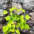 Kép 4/11 - Erythrina crista-galli - tarajos korallfa