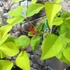 Kép 5/11 - Erythrina crista-galli - tarajos korallfa