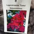 Kép 4/4 - Lagerstroemia 'Tonto' – Kínai selyemmirtusz