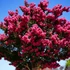 Kép 1/4 - Lagerstroemia 'Tonto' – Kínai selyemmirtusz