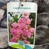 Kép 6/6 - Lagerstroemia indica 'Comanche' - lazac színű Kínai selyemmirtusz