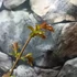 Kép 4/6 - Lagerstroemia indica 'Comanche' - lazac színű Kínai selyemmirtusz