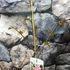 Kép 3/6 - Lagerstroemia indica 'Comanche' - lazac színű Kínai selyemmirtusz