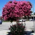 Kép 1/6 - Lagerstroemia indica 'Comanche' - lazac színű Kínai selyemmirtusz