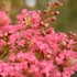 Kép 2/6 - Lagerstroemia indica 'Comanche' - lazac színű Kínai selyemmirtusz