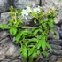 Kép 2/6 - Plumbago auriculata 'Alba' - fehér ólomvirág
