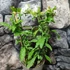 Kép 4/6 - Plumbago auriculata 'Alba' - fehér ólomvirág