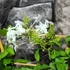 Kép 5/6 - Plumbago auriculata 'Alba' - fehér ólomvirág