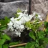 Kép 6/6 - Plumbago auriculata 'Alba' - fehér ólomvirág