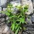 Kép 3/6 - Plumbago auriculata 'Alba' - fehér ólomvirág