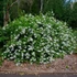 Kép 1/6 - Plumbago auriculata 'Alba' - fehér ólomvirág