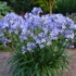 Kép 1/5 - Agapanthus 'Charlotte Blue'