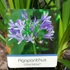 Kép 5/5 - Agapanthus 'Charlotte Blue'