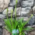 Kép 3/5 - Agapanthus 'Charlotte Blue'