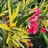 Kép 1/7 - Nerium oleander 'Variegata' - Tarka levelű, rózsaszín teltvirágú leander