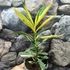 Kép 2/7 - Nerium oleander 'Variegata' - Tarka levelű, rózsaszín teltvirágú leander