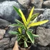 Kép 3/7 - Nerium oleander 'Variegata' - Tarka levelű, rózsaszín teltvirágú leander