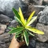 Kép 4/7 - Nerium oleander 'Variegata' - Tarka levelű, rózsaszín teltvirágú leander