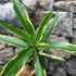 Kép 5/7 - Nerium oleander 'Variegata' - Tarka levelű, rózsaszín teltvirágú leander