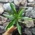 Kép 6/7 - Nerium oleander 'Variegata' - Tarka levelű, rózsaszín teltvirágú leander