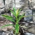 Kép 7/7 - Nerium oleander 'Variegata' - Tarka levelű, rózsaszín teltvirágú leander