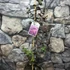 Kép 2/6 - Lagerstroemia indica 'Purely Purple'