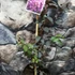 Kép 3/6 - Lagerstroemia indica 'Purely Purple'