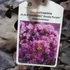 Kép 6/6 - Lagerstroemia indica 'Purely Purple'