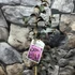 Kép 4/6 - Lagerstroemia indica 'Purely Purple'
