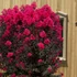 Kép 1/6 - Lagerstroemia ‘Black Diamond Mystic Magenta’
