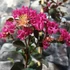 Kép 2/6 - Lagerstroemia ‘Black Diamond Mystic Magenta’