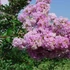 Kép 1/6 - Lagerstroemia indica 'Yuma'