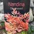Kép 7/7 - Nandina domestica 'Obsessed' - Törpe Japán szentfa