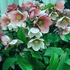 Kép 1/5 - Helleborus lividus 'Pink Marble'