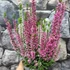 Kép 3/6 - Calluna vulgaris 'Beauty Ladies'