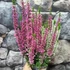 Kép 4/6 - Calluna vulgaris 'Beauty Ladies'