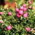 Kép 1/6 - Gaultheria Pernettya rose