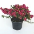 Kép 1/5 - Gaultheria Pernettya red