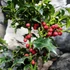 Kép 2/8 - Ilex aquifolium ‘Alaska’ – magyal